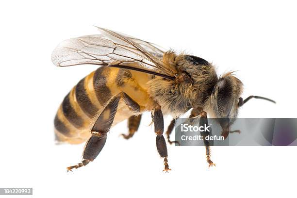 Closeup Of A Single Yellow And Black Honey Bee Stock Photo - Download Image Now - Bee, Honey Bee, White Background