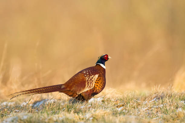 istock Bird - Common pheasant Phasianus colchius Ring-necked pheasant, autumn time wildlife Poland Europe 1842210244