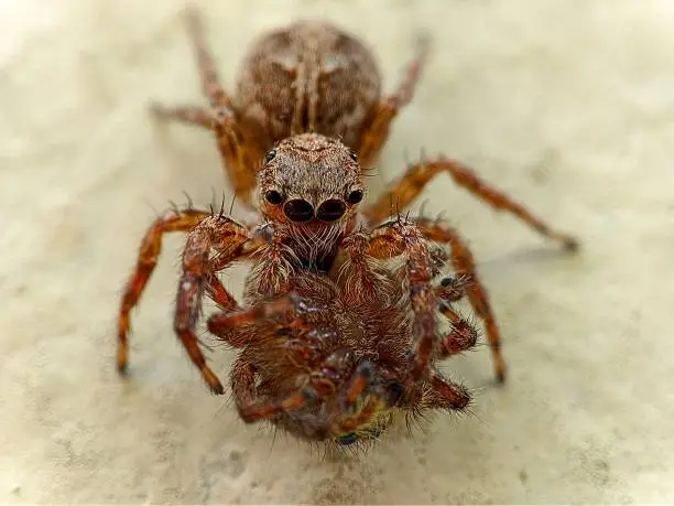 Canibalism among jumping spiders that prey on each other