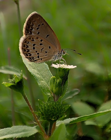 A pale grass blue butterfly resting on a flower and sucking nectar.