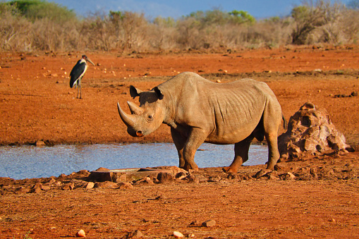 Nashorn  in der Savanne Safari in Kenia