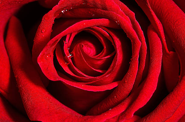 red rose stock photo
