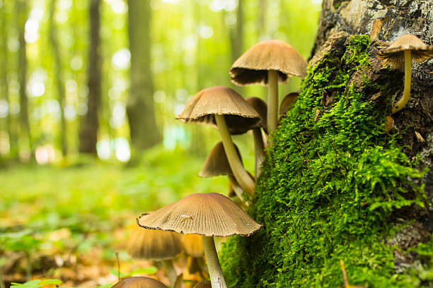 istock mushrooms near stump 184221629