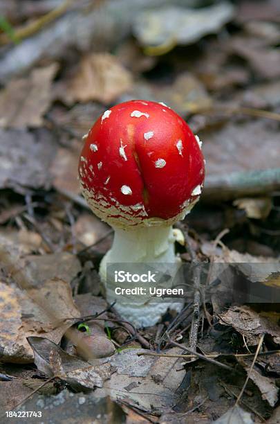 Funny Mushroom Stock Photo - Download Image Now - Amanita Parcivolvata,  Autumn, Backgrounds - iStock