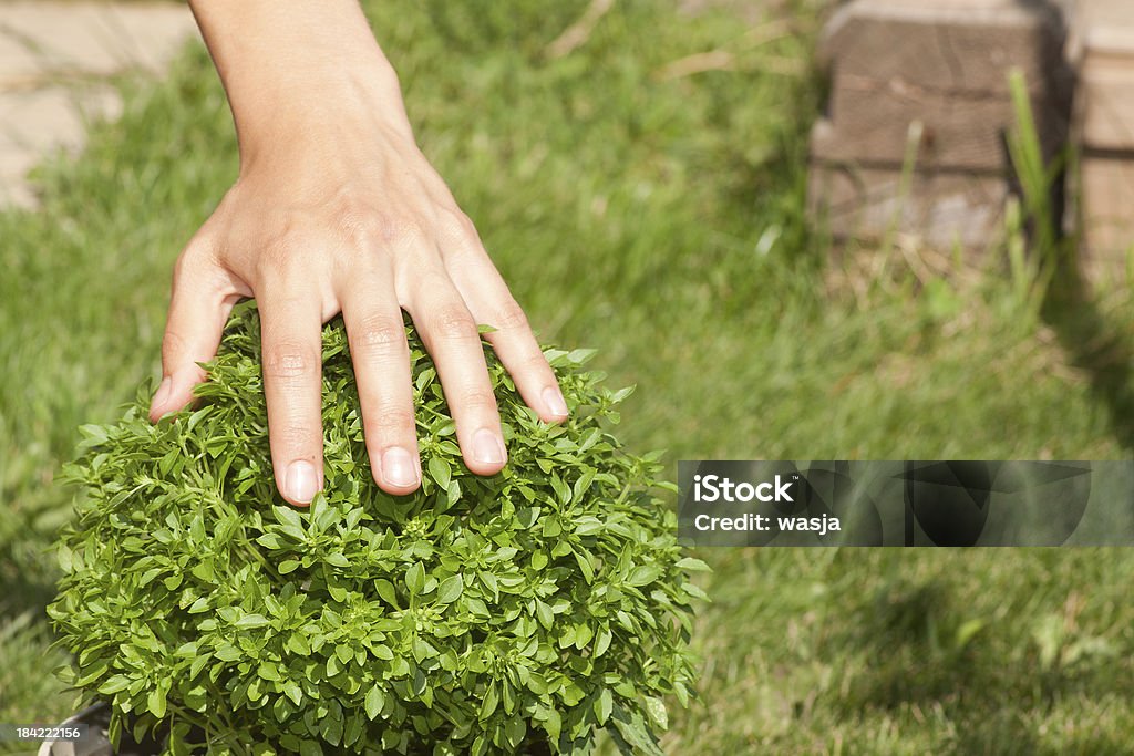 グリーンバジルの植物と人間の手 - オーガニックのロイヤリティフリーストッ�クフォト