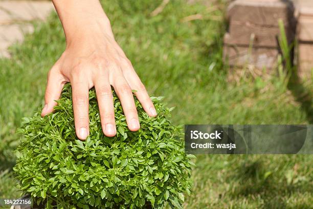 グリーンバジルの植物と人間の手 - オーガニックのストックフォトや画像を多数ご用意 - オーガニック, ガーデニング, バジル