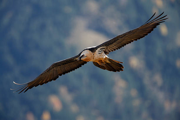 istock Lammergeier, lammergeyer or bearded vulture, 184222254