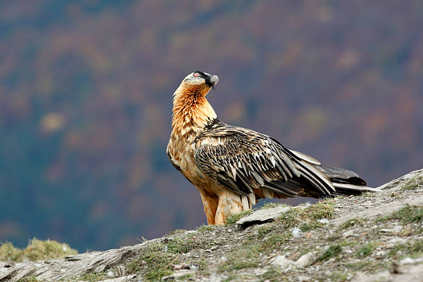 istock Lammergeier, lammergeyer or bearded vulture, 184222274