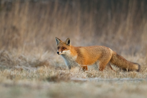 Red Fox Vulpes vulpes in meadow scenery, Poland Europe, animal walking among meadow
