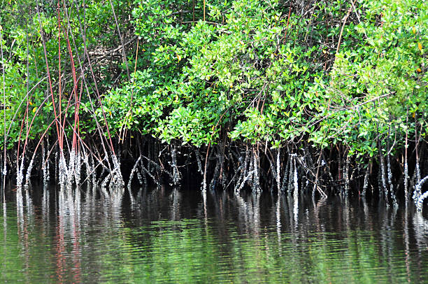 magroves grow in the brackish water along the banks of the Gabon river Estuary -  Komo Estuary - photo by M.Torres