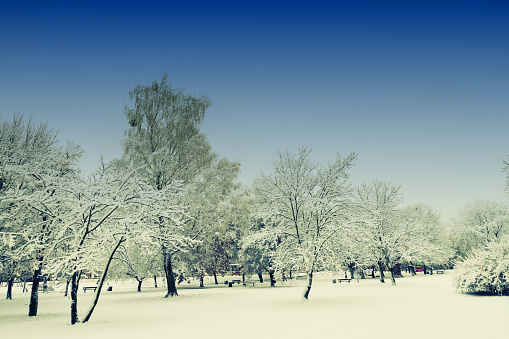 Landscape winter attack in city park, fresh snow on the trees, Beautiful winter scenery