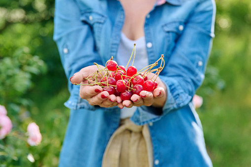 Close-up crop of red ripe cherries in hands of woman, summer sunny garden, harvesting, farming, gardening, healthy natural vitamin organic eco berries, food nutrition, farmers market