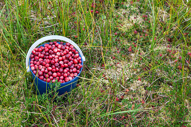 istock Fresh wild cranberries in a bucket 184223630