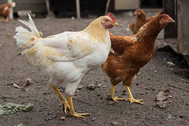 istock Cockerel and chicken on the back yard 184223682