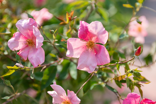 Wild rose with pink petals on a branch.