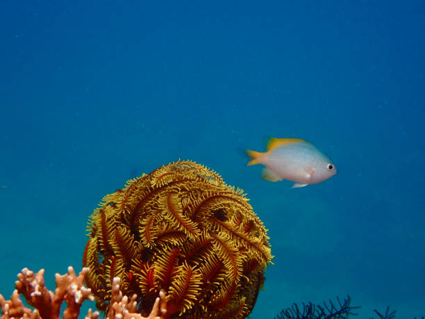 istock Tropical fish and sea lily. 1842242495