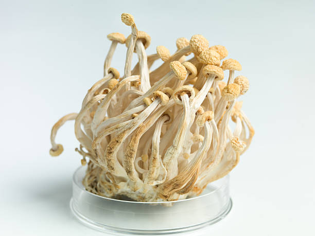 placa de petri con un ramo de champiñones enoki - edible mushroom mushroom fungus colony fotografías e imágenes de stock