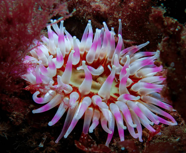 istock Dahlia sea anemone from Norway 1842248235
