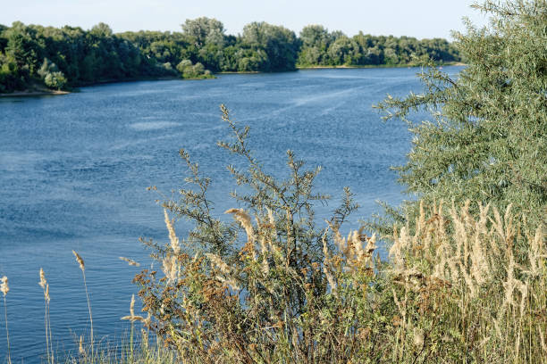 istock Forested river banks in summer 1842249797