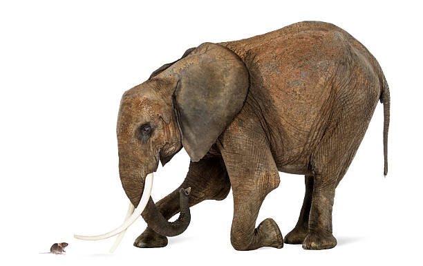 African elephant kneeling in front of a mouse