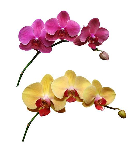 istock Orchid flowers isolated 184226690