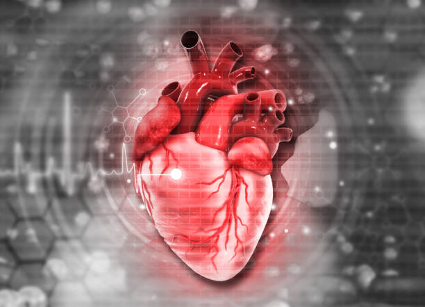 istock Human heart anatomy on ecg graph 1842268685