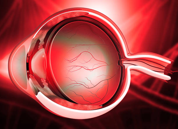 istock Human eye cross section anatomy 1842268694