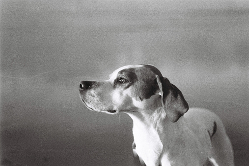 An English pointer on a sunny beach, 35mm film