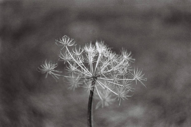 istock Cowparsley in winter 1842281849