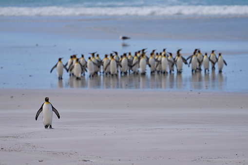 Group of King Penguins (Aptenodytes patagonicus) walking along a sandy beach at Volunteer Point in the Falkland Islands.