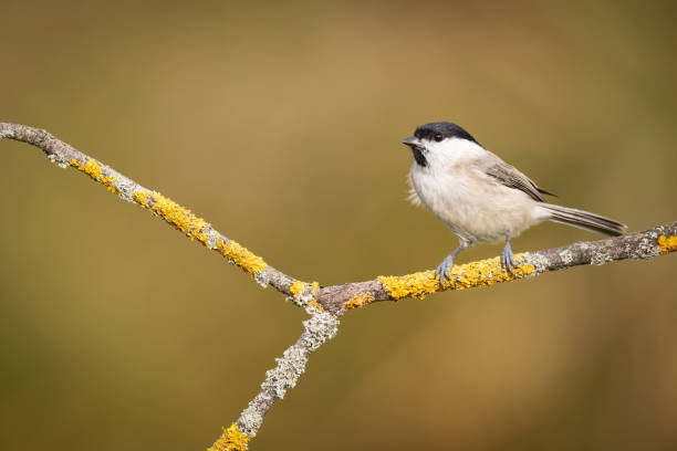 istock Bird - Marsh Tit perched on tree, winter in wildlife Poland Europe 1842288111