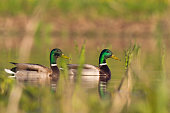 Bird - duck - Mallard Anas platyrhynchos on water, springtime Poland Europe