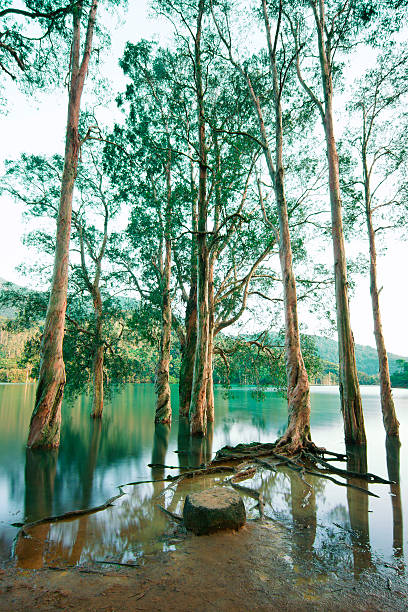 istock Trees living in a lake 184229023