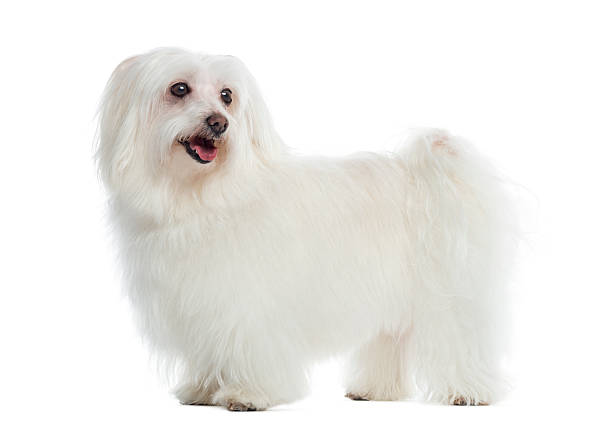 istock Side view of a Maltese standing, panting, isolated on white 184229118