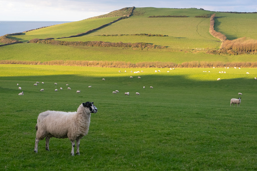 Sheep by the coast in Devon, UK