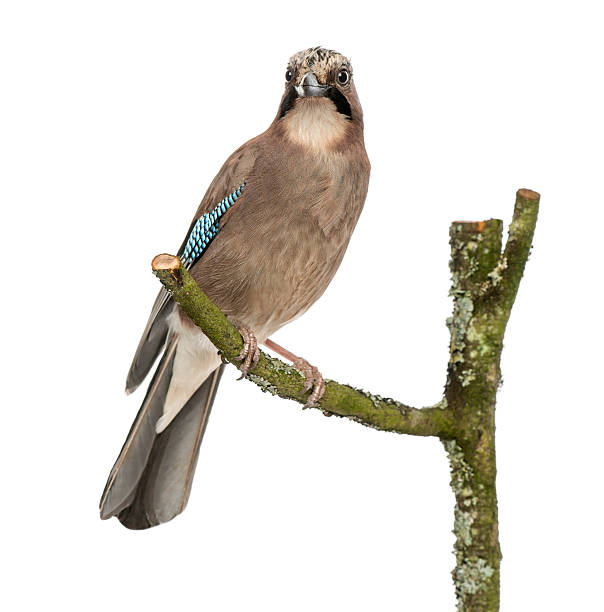istock Eurasian Jay perching on a branch, Garrulus glandarius, isolated 184229175