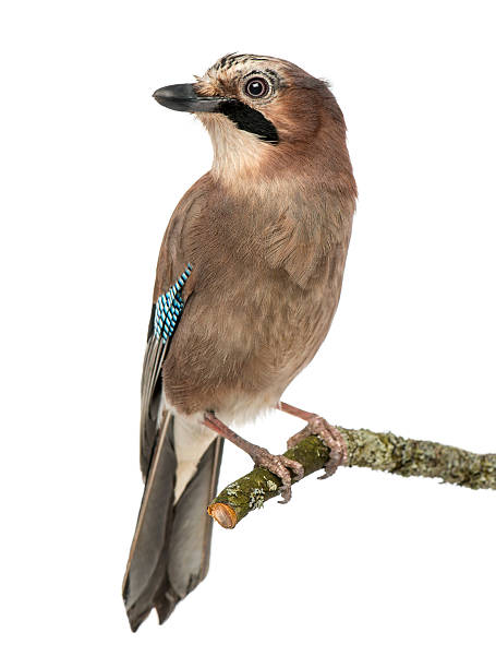 istock Eurasian Jay perching on a branch, Garrulus glandarius, isolated 184229295