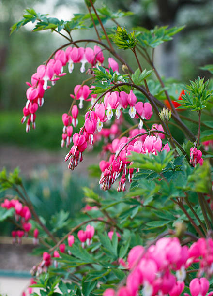 istock Bleeding heart flowers (Dicentra spectabils) 184229769