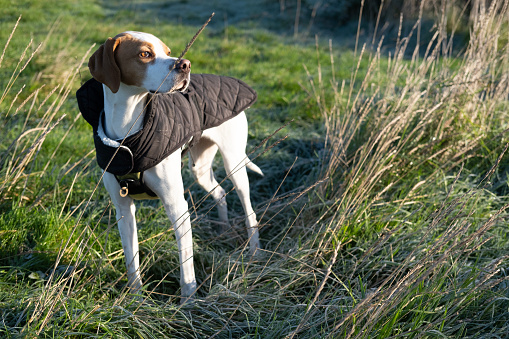 An English pointer with a dog coat in a field in Devon UK