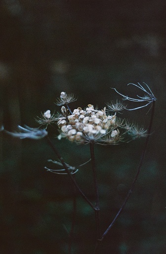 A close up of a flower head of a wilted plant in winter, 35mm film
