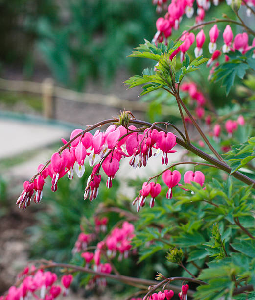 istock Bleeding heart flowers (Dicentra spectabils) 184230296