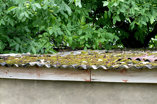 Dirty roof with dense moss and gutter with leaves and moss, requiring cleaning front view