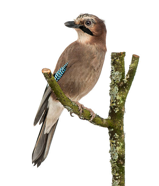 istock Eurasian Jay perching on a branch, Garrulus glandarius, isolated 184230421