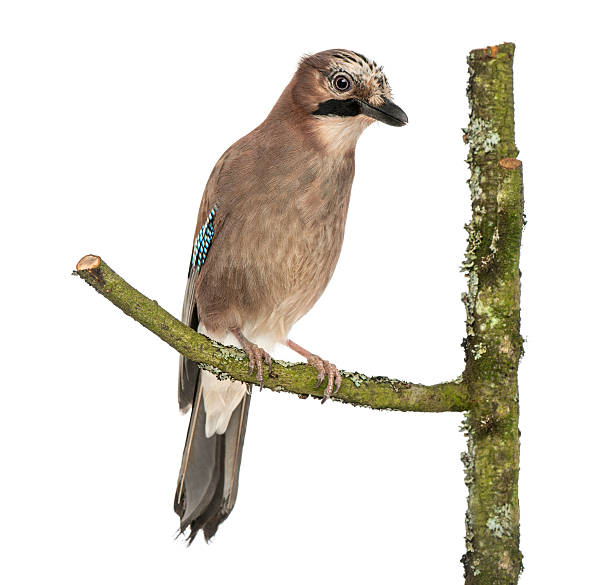 Eurasian Jay perching on a branch, Garrulus glandarius, isolated Eurasian Jay perching on a branch, Garrulus glandarius, isolated on white eurasian jay photos stock pictures, royalty-free photos & images
