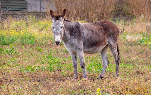 A middle aged Caucasian woman with red hair and fair skin crouchs down to look into Miniature Mediterranean Donkey's face, she holds it's chin while second burro ignores them both. She is dressed in blue and the donkeys are mostly white with brown spots. They are in grassy field in Washington state, USA.