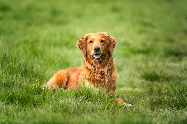 Golden Retriever laying down in a field looking at the camera all happy