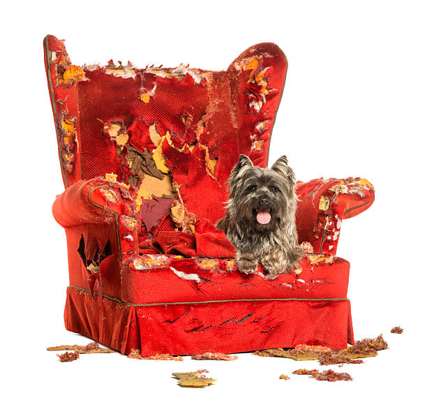 istock Cairn Terrier panting, lying on a destroyed armchair, isolated 184231574