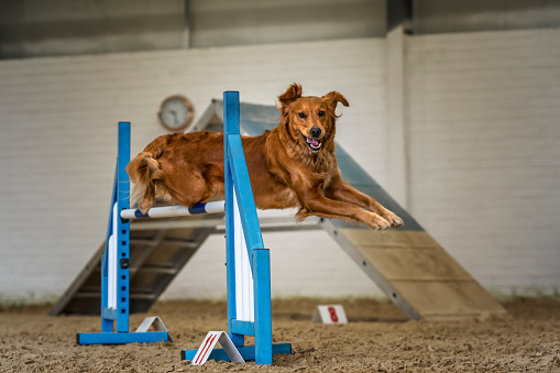 Dogs in action - Golden Retriever agility jumping over and clearing an obstacle indoors