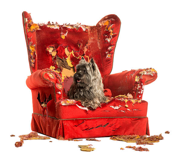 istock Cairn Terrier panting, lying on a destroyed armchair, isolated 184231632