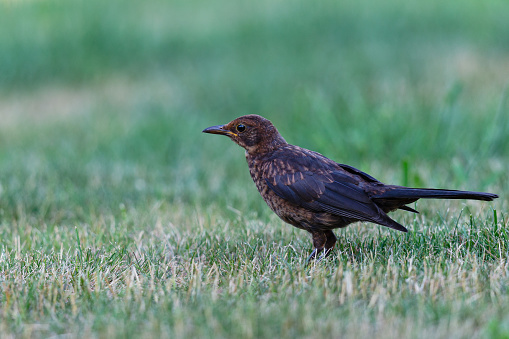 Daytime side view close-up of a single Blackbird (Turdus merula) perching in grass, looking ahead